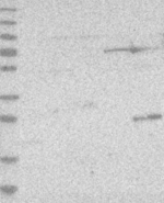 IL-33 Antibody in Western Blot (WB)