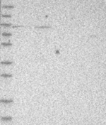PHF21A Antibody in Western Blot (WB)