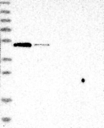 BTBD1 Antibody in Western Blot (WB)