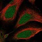 MROH1 Antibody in Immunocytochemistry (ICC/IF)