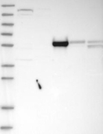 MROH1 Antibody in Western Blot (WB)