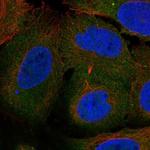 ARHGEF40 Polyclonal Antibody