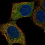 TAGAP Polyclonal Antibody