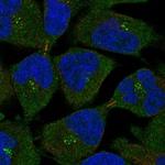 MS4A12 Polyclonal Antibody