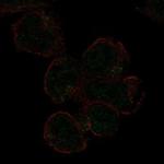 SIGLEC11 Polyclonal Antibody