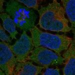 GPR128 Polyclonal Antibody