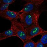 SH2D7 Polyclonal Antibody