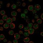 APOBEC3H Polyclonal Antibody