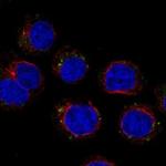 CD300c Polyclonal Antibody