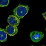 SKA3 Polyclonal Antibody