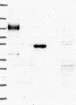 MFAP3L Antibody in Western Blot (WB)
