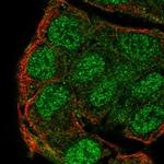 PTPN13 Antibody in Immunocytochemistry (ICC/IF)