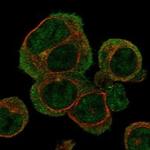 HBZ Polyclonal Antibody