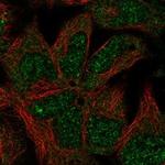 NPHP4 Antibody in Immunocytochemistry (ICC/IF)