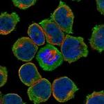 KELL Polyclonal Antibody