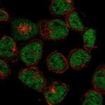 LRRC2 Polyclonal Antibody