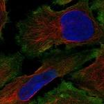 THEGL Polyclonal Antibody