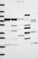 FNBP1 Antibody in Western Blot (WB)