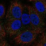AGO1 Polyclonal Antibody