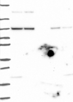 AGO1 Antibody in Western Blot (WB)