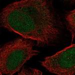 LYPD1 Antibody in Immunocytochemistry (ICC/IF)