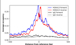 HOXA13 Antibody in ChIP Assay (ChIP)