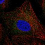 TEX37 Antibody in Immunocytochemistry (ICC/IF)