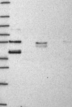 HSPBP1 Antibody in Western Blot (WB)