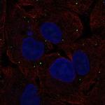 NTS Antibody in Immunocytochemistry (ICC/IF)