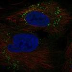 GOLGA6A Polyclonal Antibody