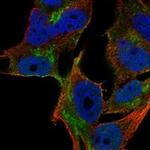 YIPF1 Polyclonal Antibody