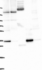 YIPF1 Antibody in Western Blot (WB)