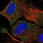 DHRSX Polyclonal Antibody