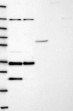 NGRN Antibody in Western Blot (WB)