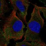 SYPL2 Polyclonal Antibody