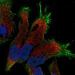 SLC4A8 Antibody in Immunocytochemistry (ICC/IF)