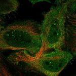 C9orf153 Antibody in Immunocytochemistry (ICC/IF)