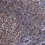 Histone H1.5 Antibody in Immunohistochemistry (Paraffin) (IHC (P))
