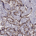 Seli Antibody in Immunohistochemistry (Paraffin) (IHC (P))