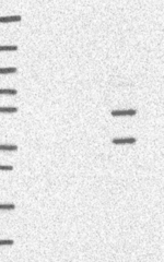 E4F1 Antibody in Western Blot (WB)