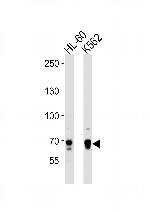 ELF4 Polyclonal Antibody