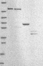 E4F1 Antibody in Western Blot (WB)