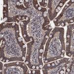 MRPS24 Polyclonal Antibody
