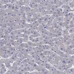 CFAP91 Antibody in Immunohistochemistry (Paraffin) (IHC (P))