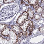 TRPM3 Antibody in Immunohistochemistry (Paraffin) (IHC (P))