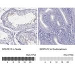 SPATA12 Polyclonal Antibody