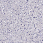 SPATA12 Antibody in Immunohistochemistry (Paraffin) (IHC (P))
