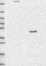 PWWP2B Antibody in Western Blot (WB)