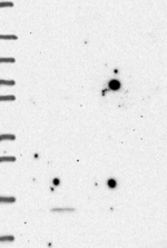 GPHA2 Antibody in Western Blot (WB)