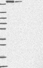 HERC2 Antibody in Western Blot (WB)